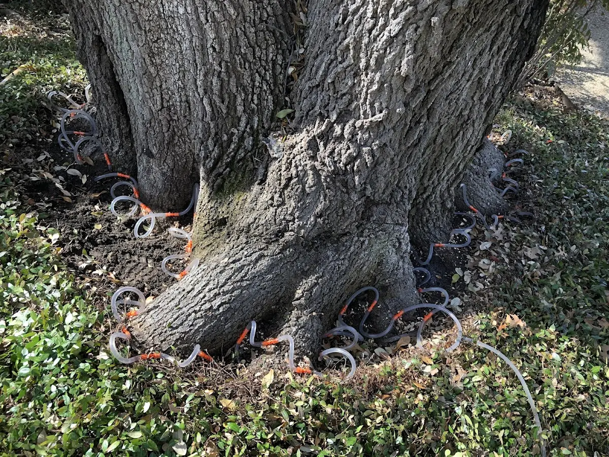 Detailed Tree Cabling and Bracing job site in Orrtanna