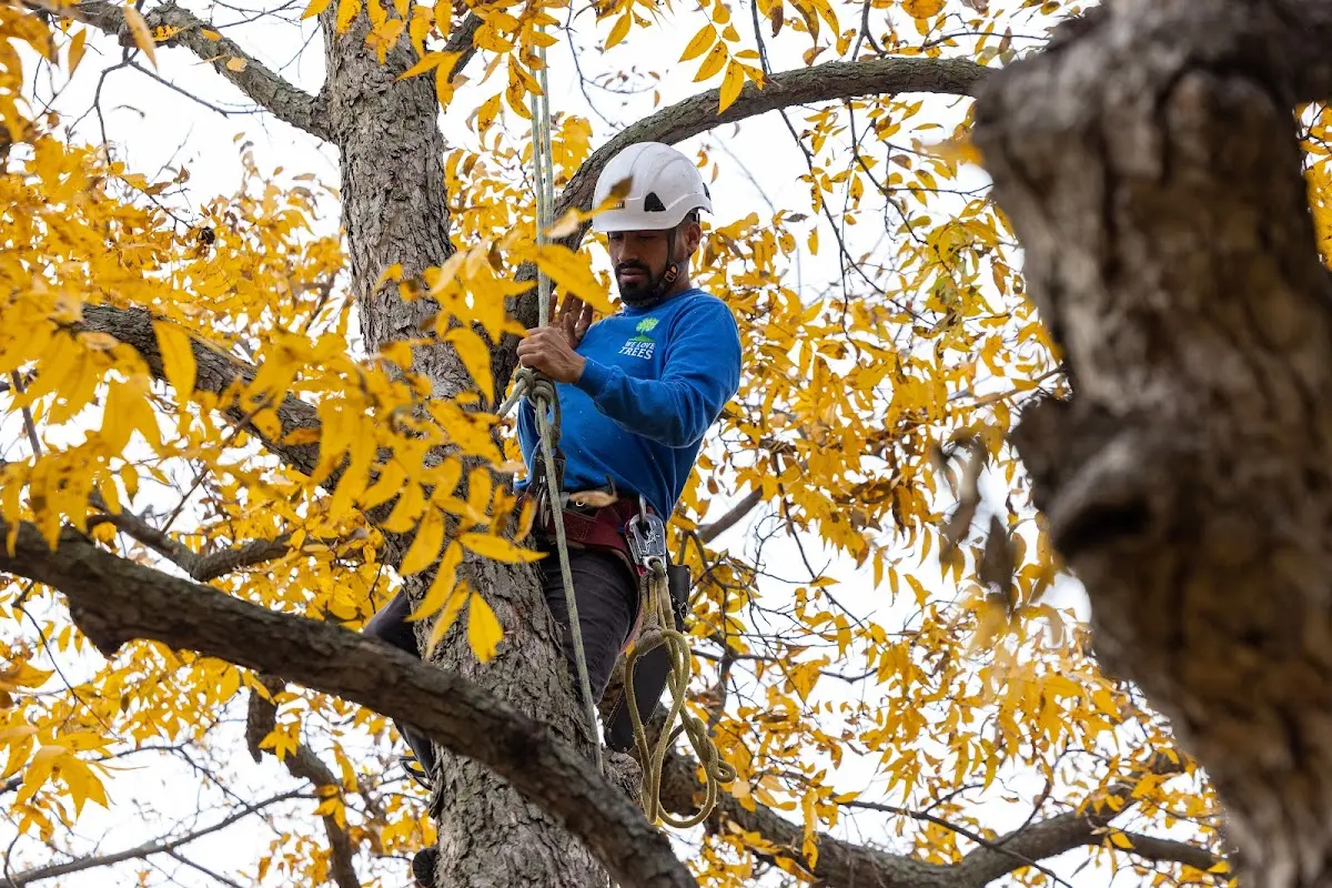 Skilled Tree Planing crew working in Orrtanna